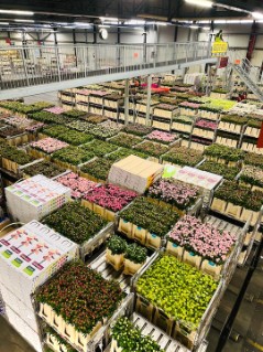 flowers-warehouse