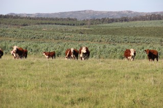cows-uruguay